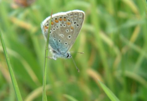 Papillon30