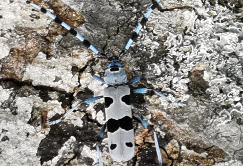Rosalia alpina
