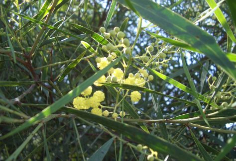 acacia_saligna2