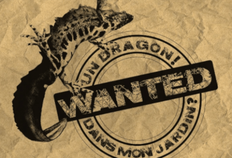 dragon