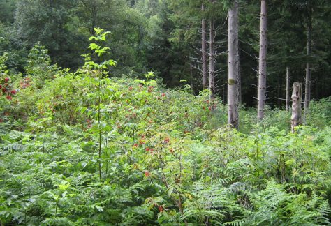 fourrés Sambucus racemosus05