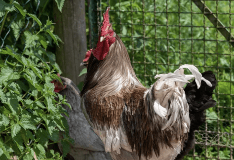 coq_peche